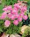 Скабиоза японская Розовый Диамант (Фасовка: 100 шт; Цвет: розовый)