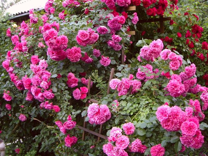 Троянда паркова Розаріум Уетерзейн (Фасовка: 1 шт)