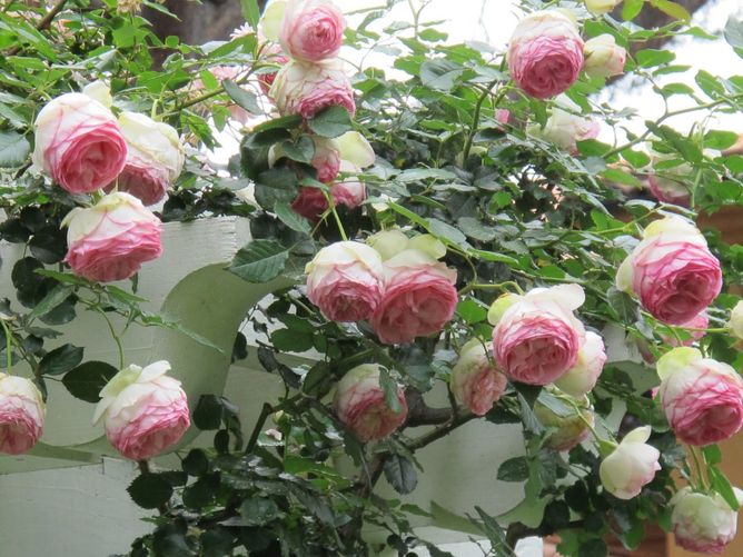 Троянда плетиста Іден Роуз, 1 шт
