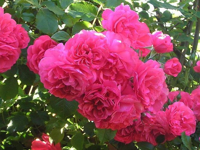 Троянда паркова Розаріум Уетерзейн (Фасовка: 1 шт)