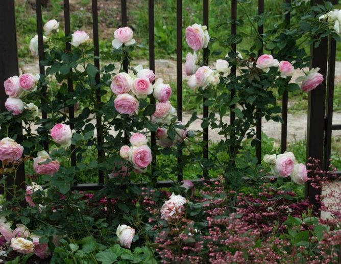 Роза плетистая Иден Роуз, 1 шт