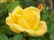 Троянда флорібунда Артур Белл (Фасовка: 1 шт)