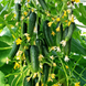 Рясной F1 (Фасовка: 0,5 г)