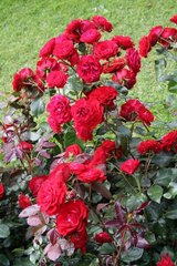 Троянда флорібунда Європіана (Фасовка: 1 шт)