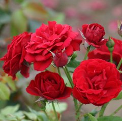 Троянда флорібунда Ніна Вейбл (Фасовка: 1 шт)