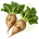 Насіння кормового буряка