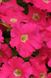 Петунія грандіфлора Дрімс F1 (Фасовка: 1000 шт; Колір: рожевий)