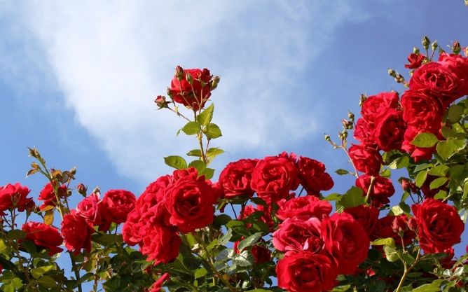 Троянда паркова Ред Еден Роуз (Фасовка: 1 шт)