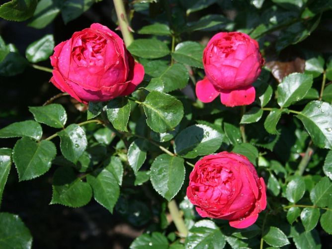Троянда паркова Ред Еден Роуз (Фасовка: 1 шт)