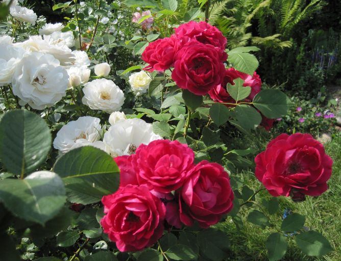Роза флорибунда Нина Вейбл (Фасовка: 1 шт.)