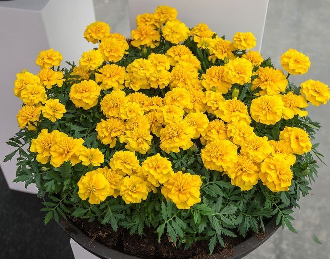Чорнобривці розлогі Чіка (Фасовка: 200 шт; Колір: yellow)