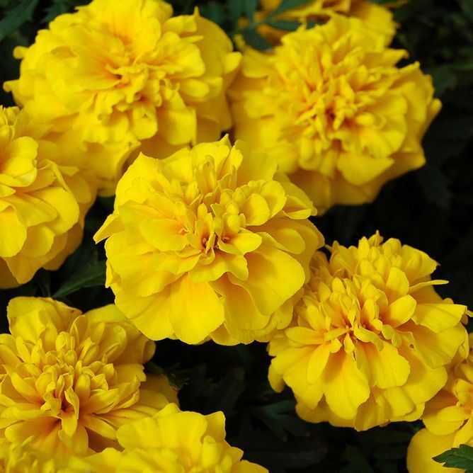 Чорнобривці розлогі Чіка (Фасовка: 200 шт; Колір: yellow)