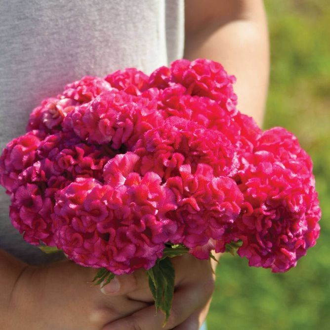 Целозия гребенчатая Чиф (Фасовка: 200 шт; Цвет: rose)