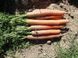 Морква Наполі F1 (2,2-2,4 мм) (Фасовка: 100 000 шт)