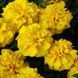Чорнобривці розлогі Чіка (Фасовка: 200 шт; Колір: yellow)
