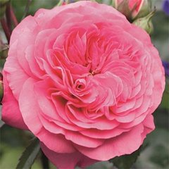 роза флорибунда Баронесса (Фасовка: 1 шт.)