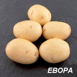 Картопля Евора (Фасовка: 5 кг)