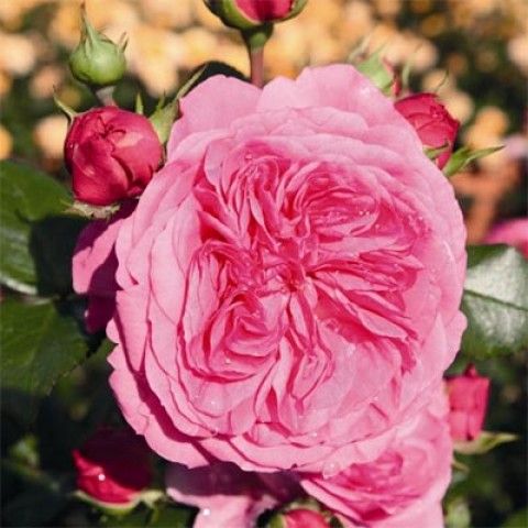Троянда флорібунда Баронесса (Фасовка: 1 шт)