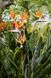 Стреліція королівська Райський птах (Фасовка: 3 шт; Колір: помаранчевий)