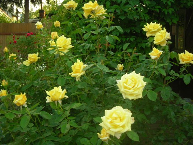 Роза чайно-гибридная Беролина, 1 шт