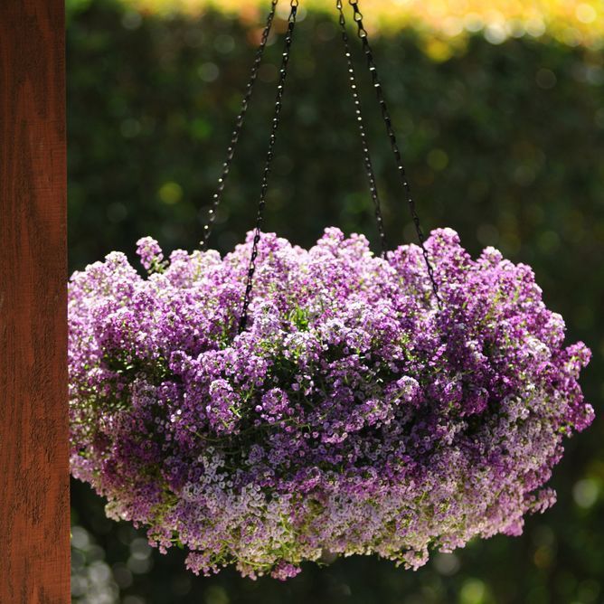 Лобулярія (аліссум) Кристал (Фасовка: 1000 мультидраже; Колір: lavender)