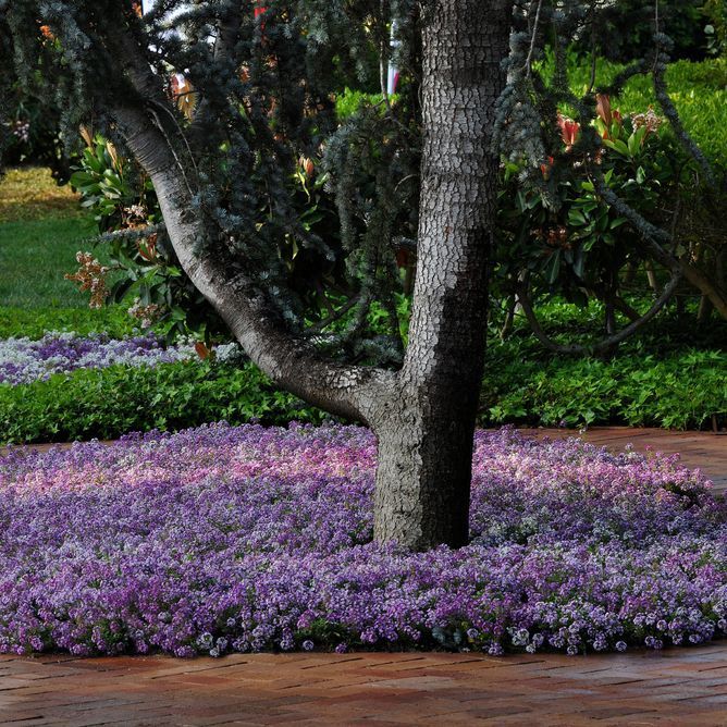 Лобулярія (аліссум) Кристал (Фасовка: 1000 мультидраже; Колір: lavender)