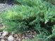 Можжевельник казацкий Тамарисцифолия ( Tamariscifolia ), 1 шт