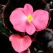 Бегонія Бегонія вічноквітуча Варсіті F1 (бронзовий лист) (Фасовка: 1000 шт; Колір: рожевий)