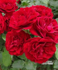 Троянда Лілі Марлен, Поліантова червона, 1 шт