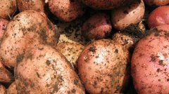 Картофель Мемфис (Фасовка: 5 кг)