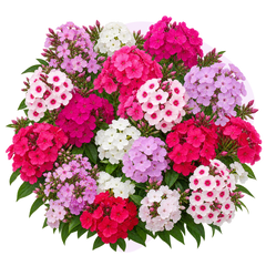 Флокс