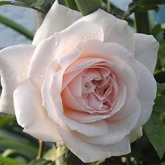 Троянда англійська Пені Лейн, 1 шт