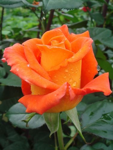 Троянда чайно-гібридна Моніка (Фасовка: 1 шт)