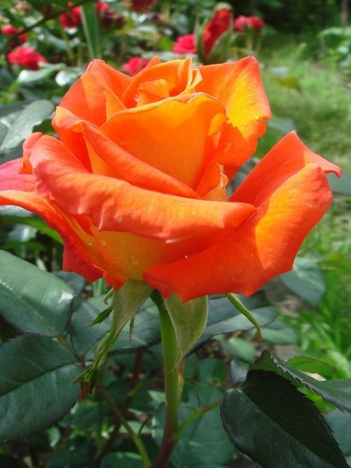 Роза чайно-гибридная Моника (Фасовка: 1 шт.)