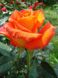 Роза чайно-гибридная Моника (Фасовка: 1 шт.)