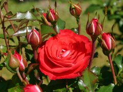 Роза полиантовая Морсдаг Ред, 1 шт