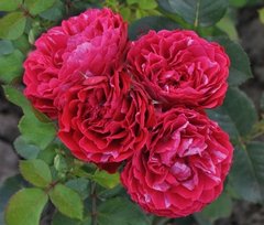 Троянда флорібунда Константіна Фреска (Фасовка: 1 шт)
