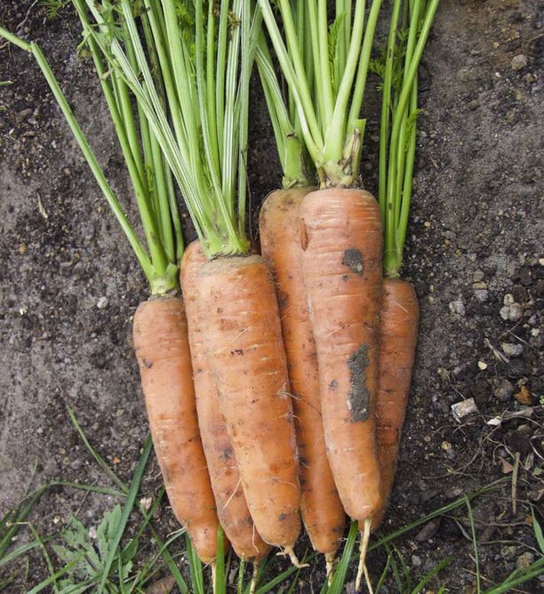 Морковь Скарла (Фасовка: 3 г)