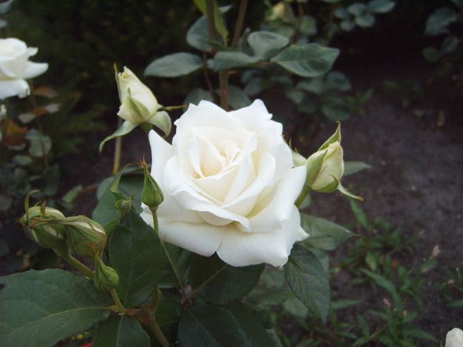 Троянда чайно-гібридна Кенеді, 1 шт