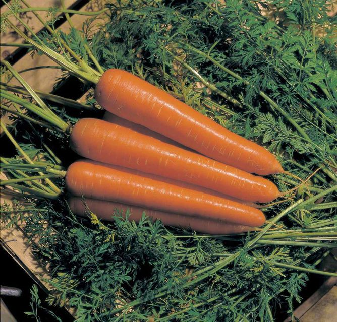 Морква Нантес (Фасовка: 500 г)
