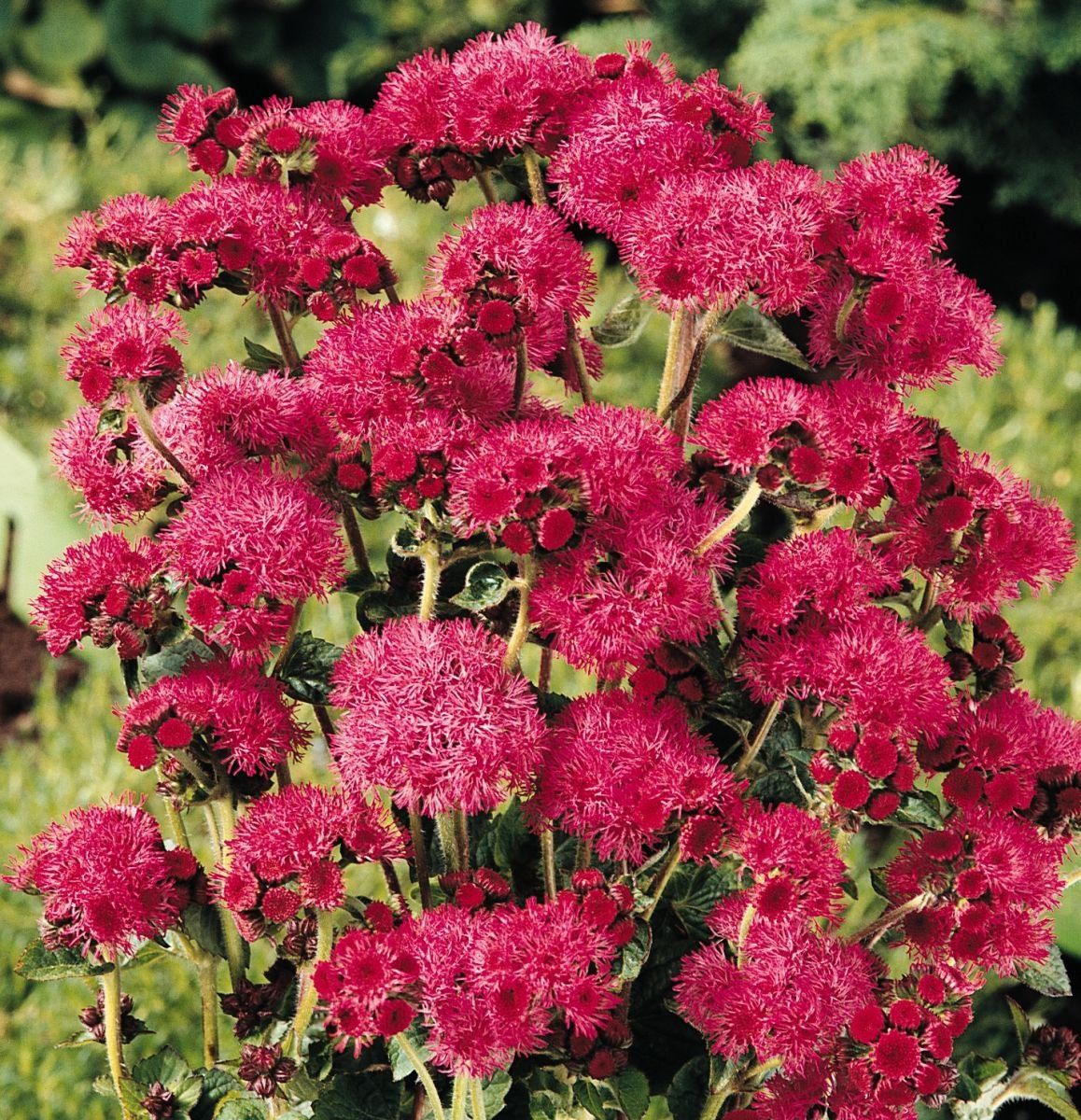 Красный многолетний цветок фото и название