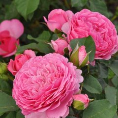 Троянда флорібунда Катаріна Фрайл (Фасовка: 1 шт)