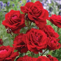 Троянда поліантова Лілі Марлен, 1 шт