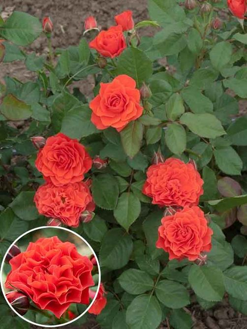 Троянда поліантова Бранд Піксі (Фасовка: 1 шт)