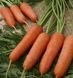 Морковь Карини (Фасовка: 50 г)