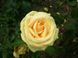 Троянда чайно-гібридна Казанова (Фасовка: 1 шт)