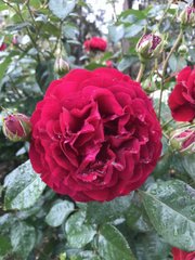 Троянда Кордес Бордо, 1 шт