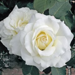 Троянда грунтопокривна Вайт Мейланд, 1 шт