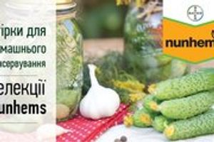 Огірки для домашнього консервування селекції Nunhems