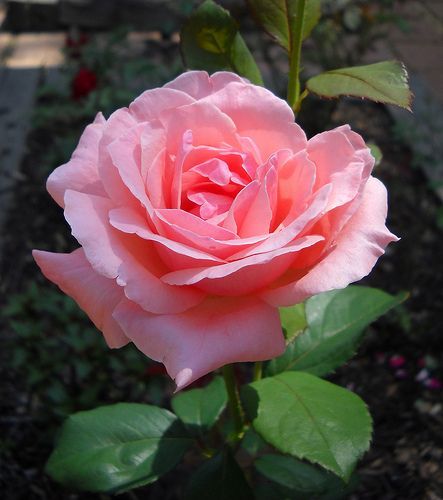 Троянда чайно-гібридна Куїн оф Інгланд, 1 шт